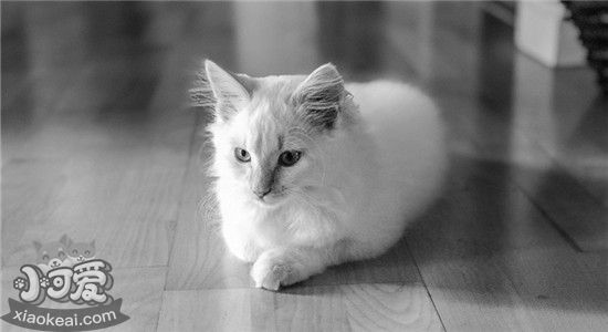 猫咪尿床是为什么 怎么改正猫咪尿床的恶习