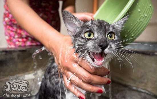 猫为什么怕水 猫怕水的原因