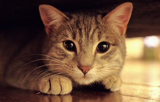 如何制止猫钻沙发底 遇事别总先怪猫