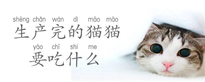 生产完的猫猫要吃什么