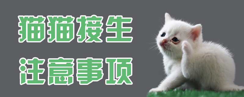 猫猫接生注意事项