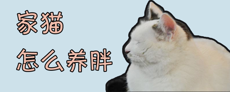 家猫怎么养胖