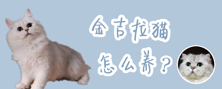 金吉拉猫怎么养