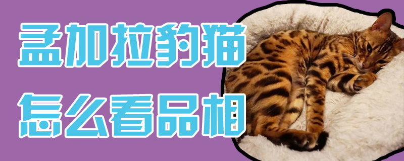 孟加拉豹猫怎么看品相