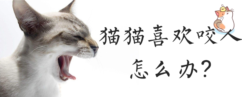 猫猫喜欢咬人怎么办