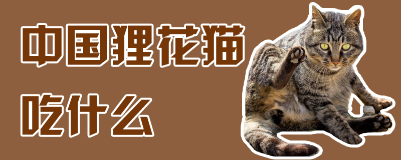 中国狸花猫吃什么