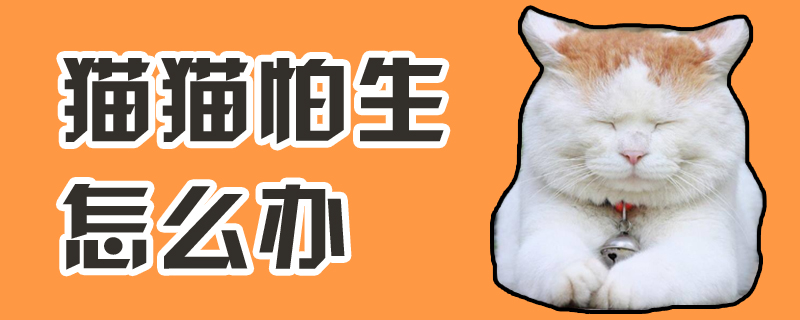 猫猫怕生怎么办