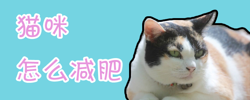 猫咪怎么减肥