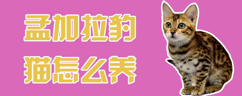 孟加拉豹猫怎么养