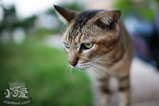 猫咪为什么舔鼻子 猫咪舔鼻子原因介绍