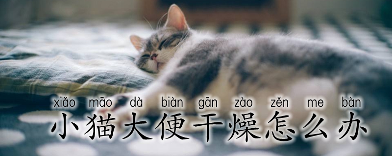 小猫大便干燥怎么办