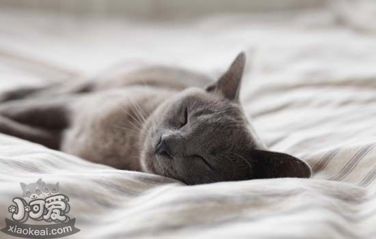 晚上怎么让猫咪睡觉 教你如何让猫咪在晚上平静的睡觉