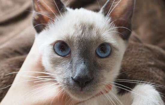暹罗猫的毛有什么特点 暹罗猫是短毛品种哦！