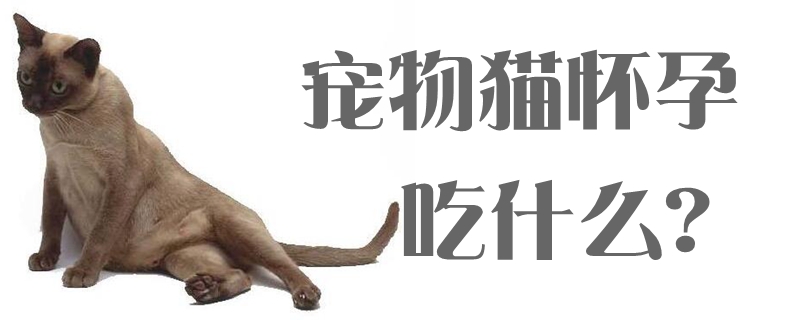 宠物猫怀孕吃什么