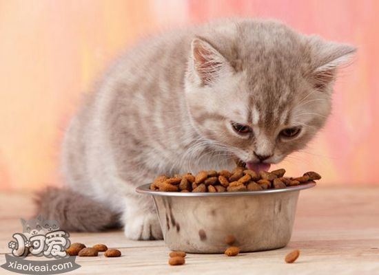 怎么给猫咪选猫粮 猫咪猫粮选择攻略