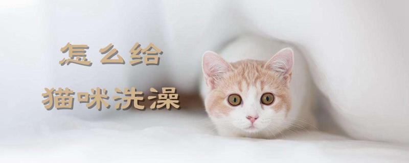 怎么给猫咪洗澡