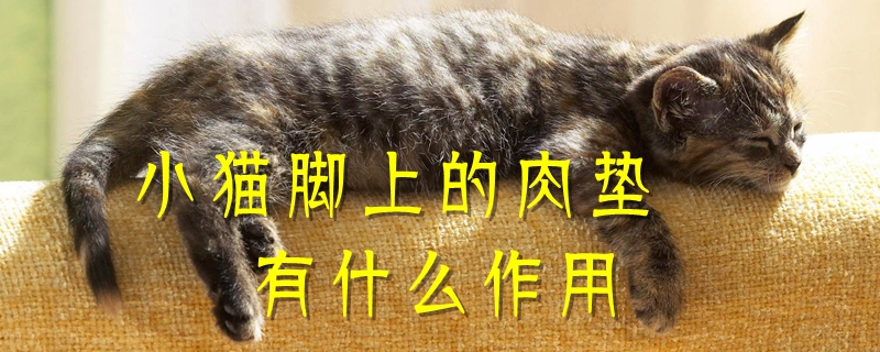 小猫脚上的肉垫有什么作用