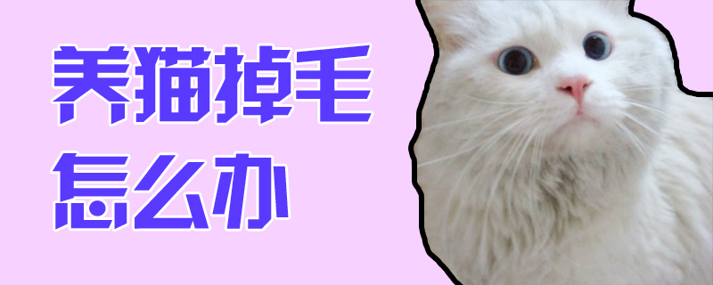 养猫掉毛怎么办