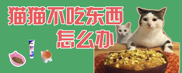 猫猫不吃东西怎么办