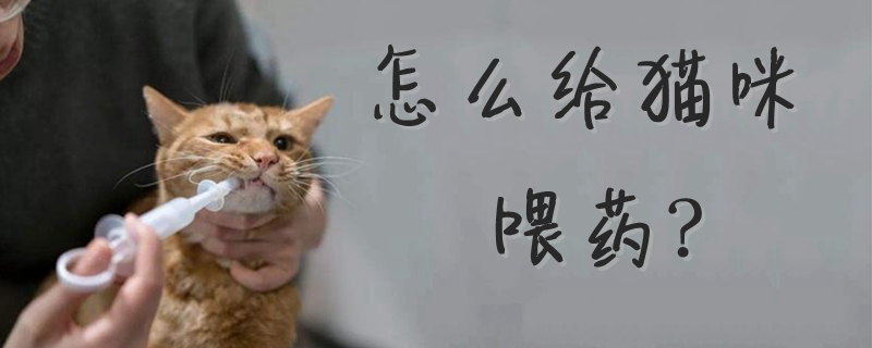 怎么给猫咪喂药