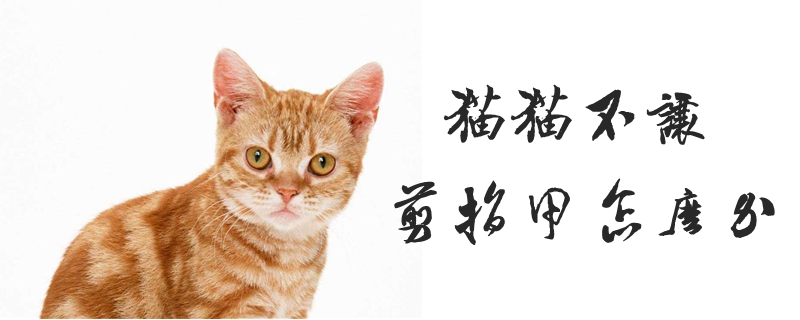 猫猫不让剪指甲怎么办