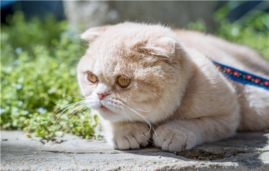 猫气管炎什么症状 猫咪哮喘怎么办？