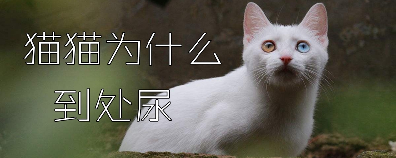 猫猫为什么到处尿