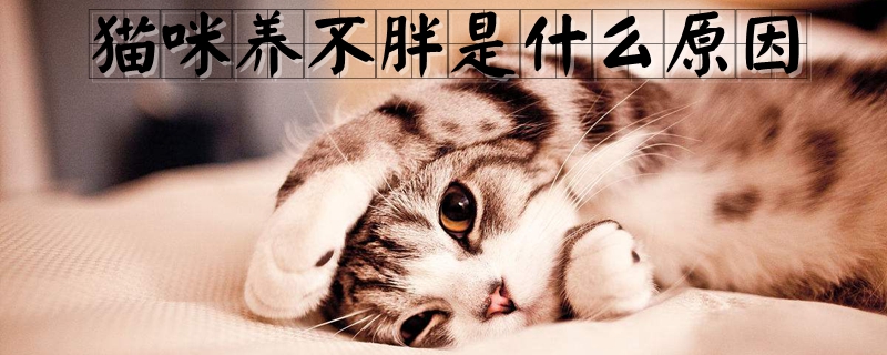 猫咪养不胖是什么原因