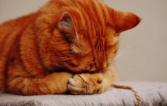 猫三联预防哪些病 猫三联能预防的疾病