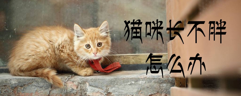 猫咪长不胖怎么办