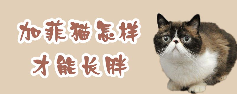 加菲猫怎样才能长胖