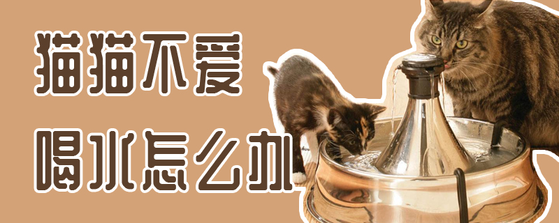 猫猫不爱喝水怎么办