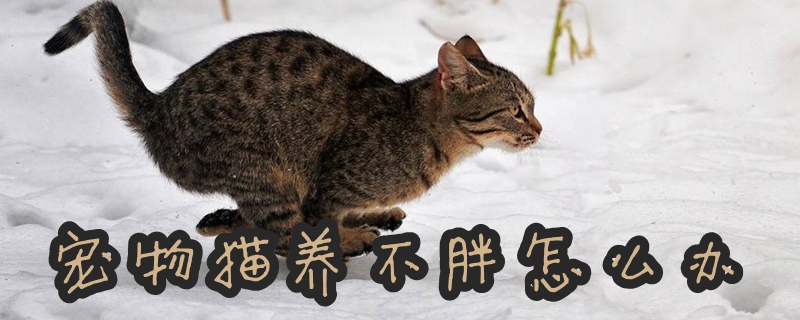 宠物猫养不胖怎么办