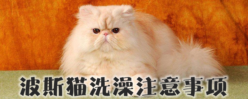 波斯猫洗澡注意事项