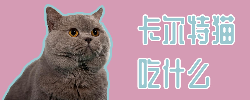 卡尔特猫吃什么