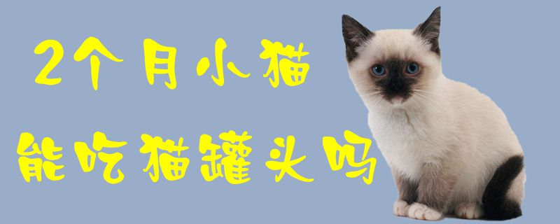 2个月小猫能吃猫罐头吗