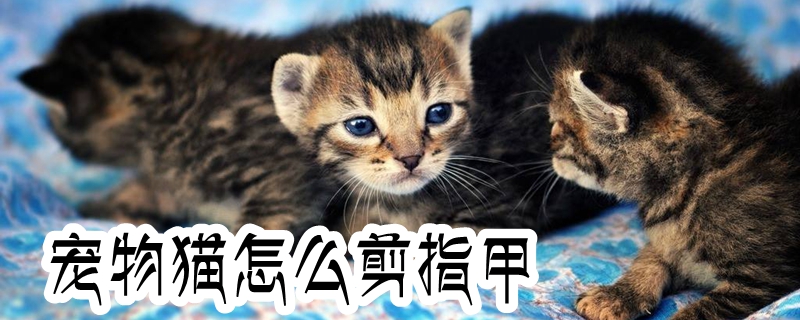 宠物猫怎么剪指甲