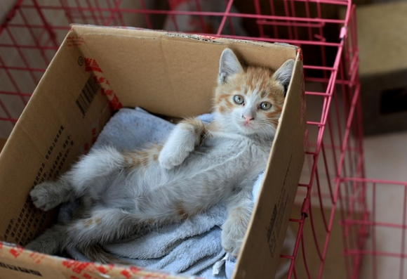 小猫为什么那么喜欢钻纸盒子 纸盒让猫咪感到舒适