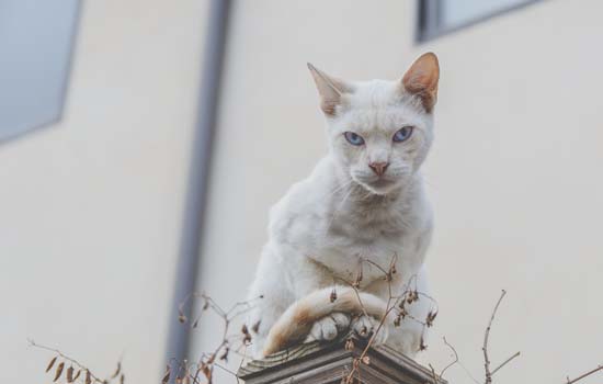 摸流浪猫会传染细菌吗