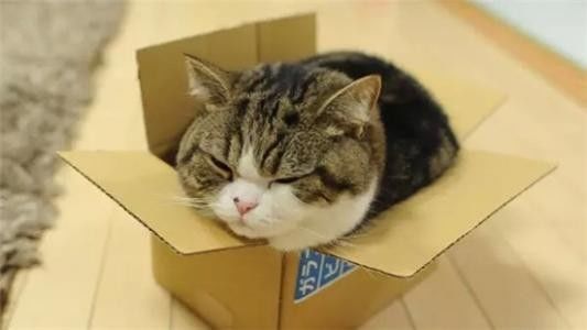 猫为什么喜欢往纸箱里钻进去 猫为什么喜欢进纸箱