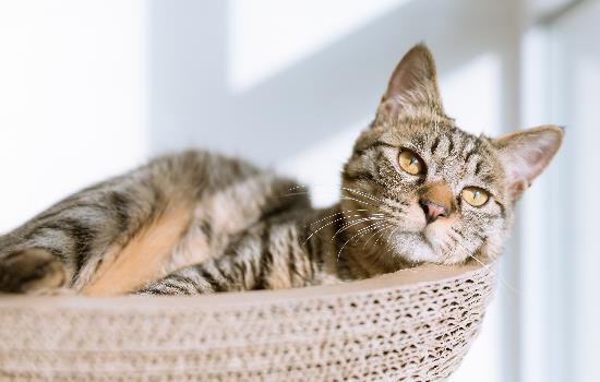 自制猫饭能代替猫粮吗