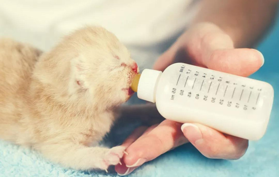 小奶猫为什么养不活 因为你没有科学喂养