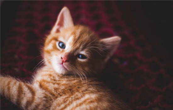 小奶猫拉肚子 导致小奶猫拉肚子的原因是什么