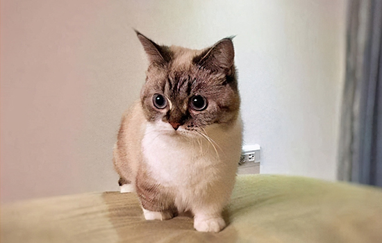 曼基康猫寿命一般多少年