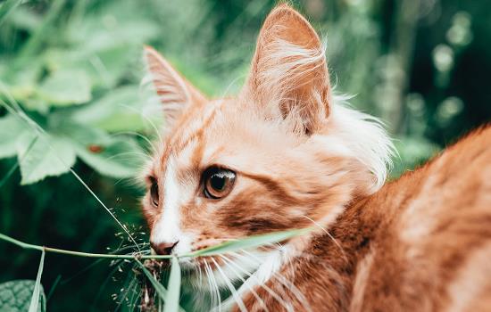 猫草是小麦吗 猫草和小麦是同一种植物吗