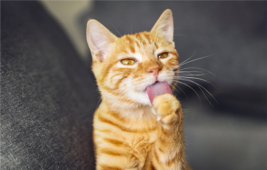 为什么猫喜欢嘬人耳朵