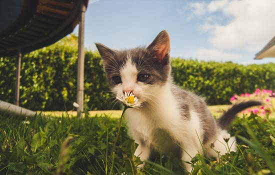 猫咪能感受到人的爱吗 猫咪能感受到人的爱