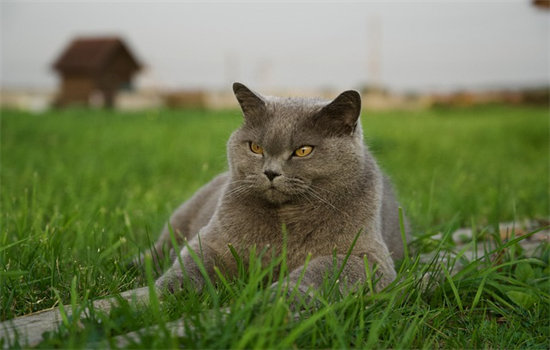 英短母猫能长多少斤