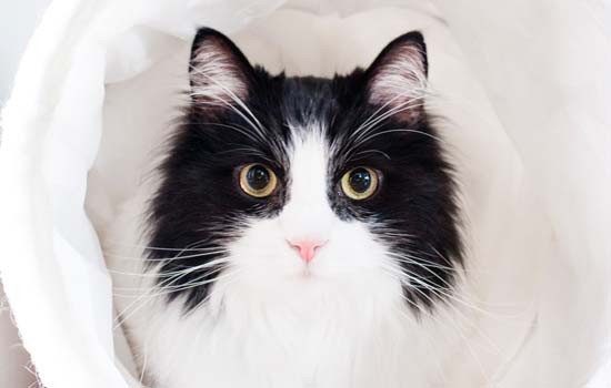 波斯猫眼睛是什么颜色的
