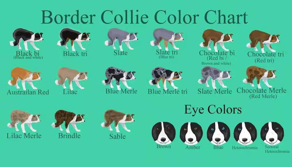 边牧犬繁殖中颜色和花纹的遗传规律以及危险颜色和图案组合